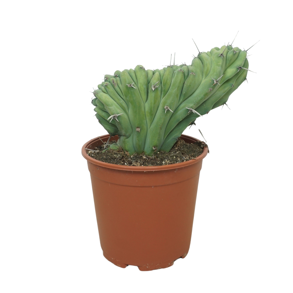 Myrtillocactus geometrizans cristaat 21 cm.