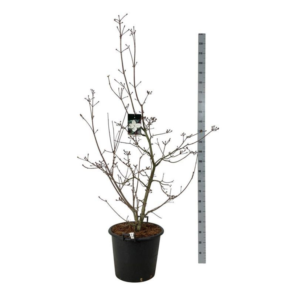 Cornus kousa 'Venus' ®.