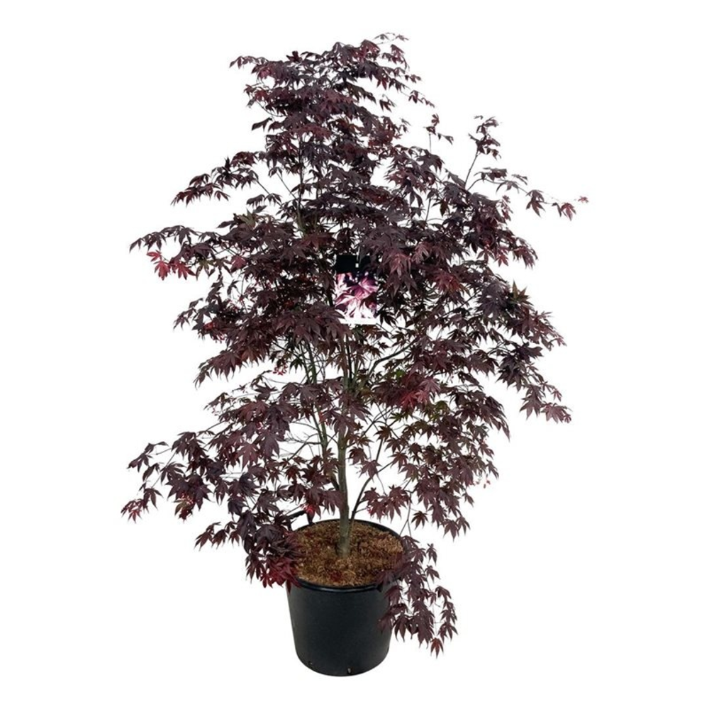 Acer pal. 'Bloodgood'.