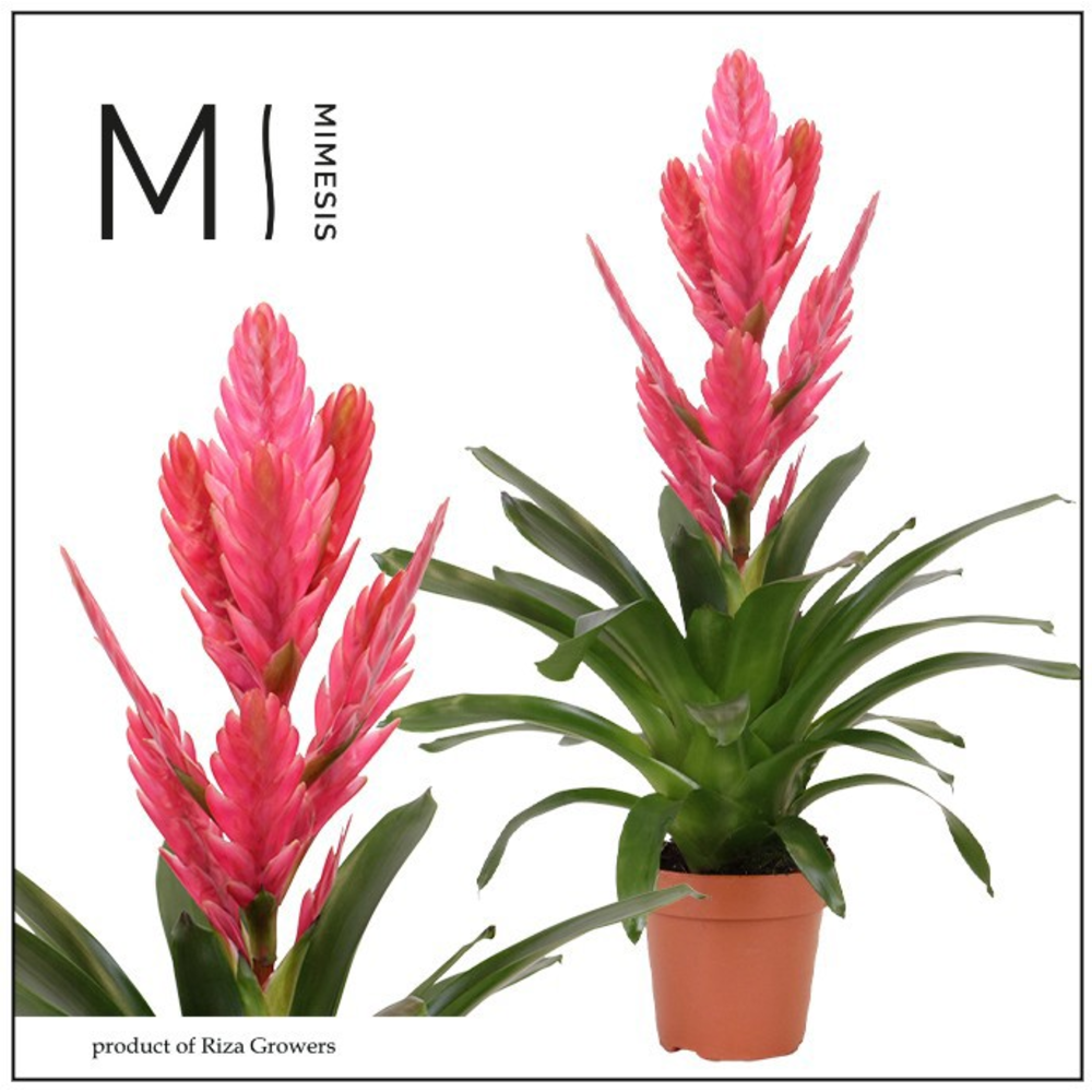 Mimesis Vriesea Salima - 12 cm.