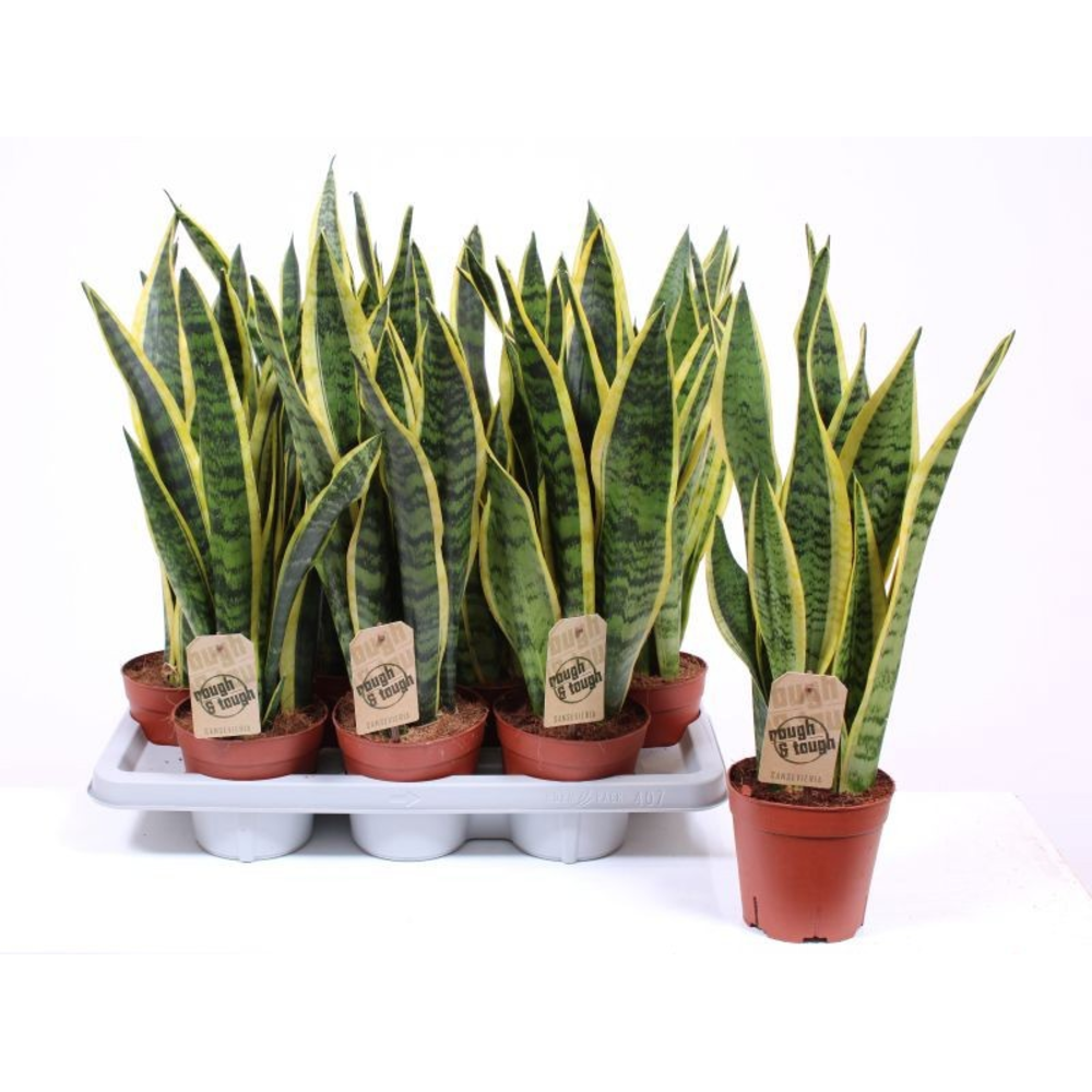 Sansevieria Laurentii.