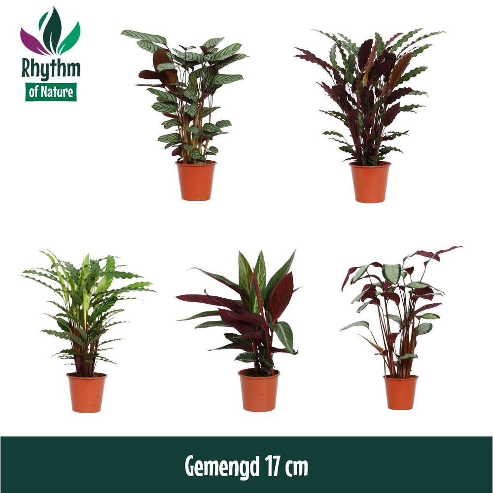 Calathea 17cm gemengd zonder hoes.