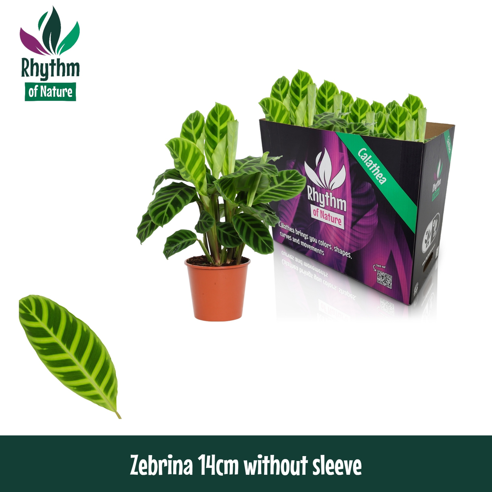 Calathea 14cm Zebrina Rhythm of Nature zonder hoes.