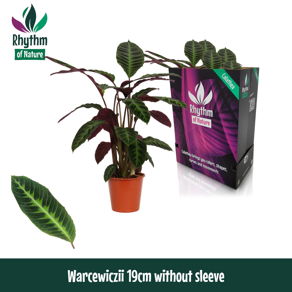 Calathea 19cm Warcewiczii Rhythm of Nature zonder .