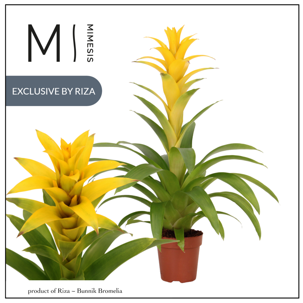 Mimesis Guzmania Suerte Yellow - 12 cm.