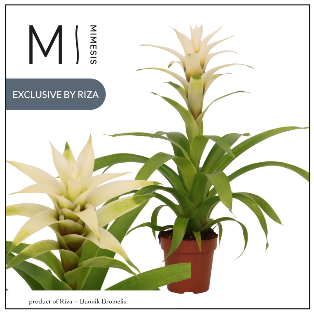 Mimesis Guzmania Suerte White - 12 cm.