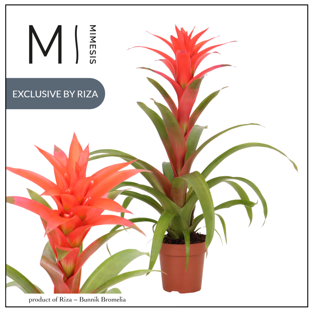 Mimesis Guzmania Suerte Salmon - 12 cm.