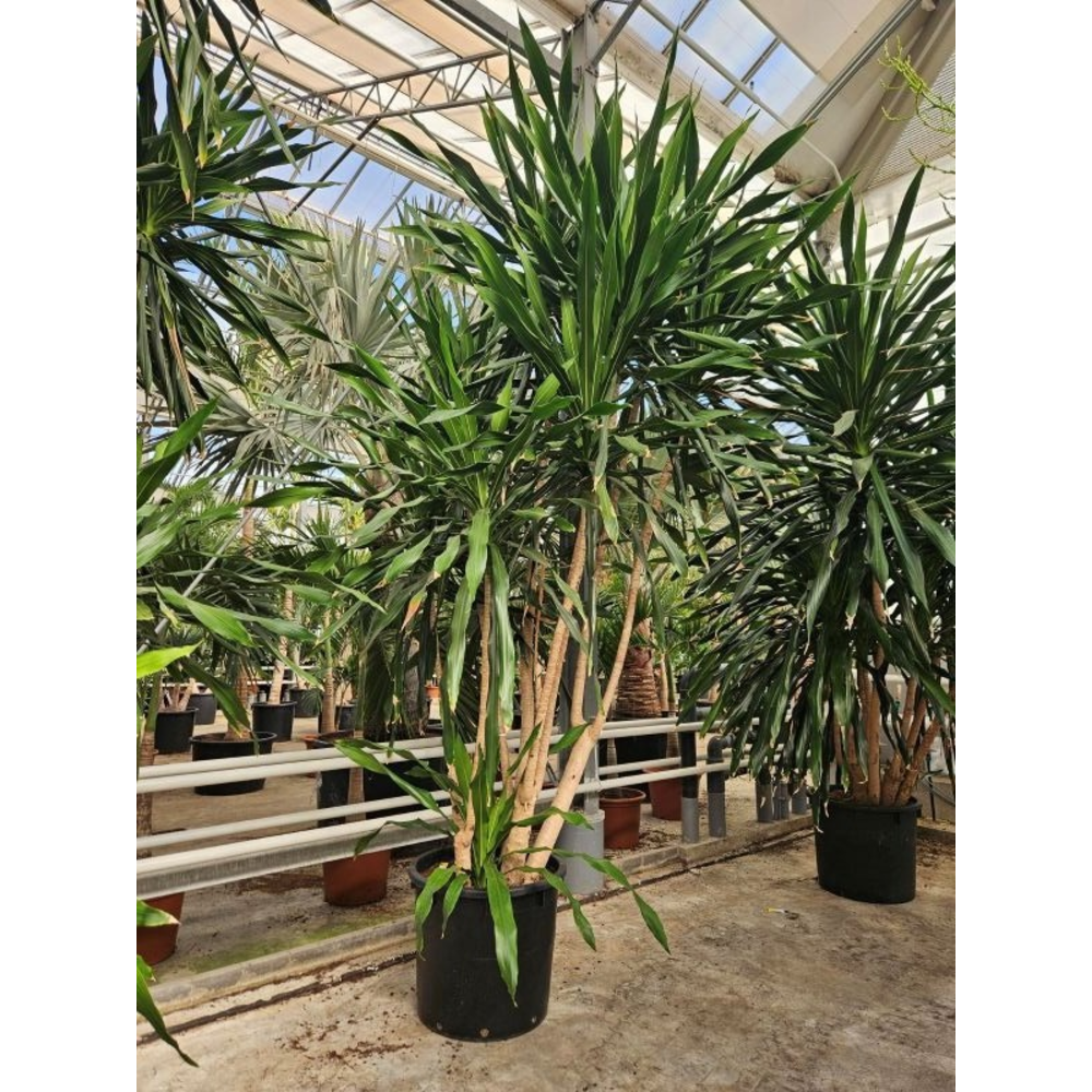 Dracaena Gymea.
