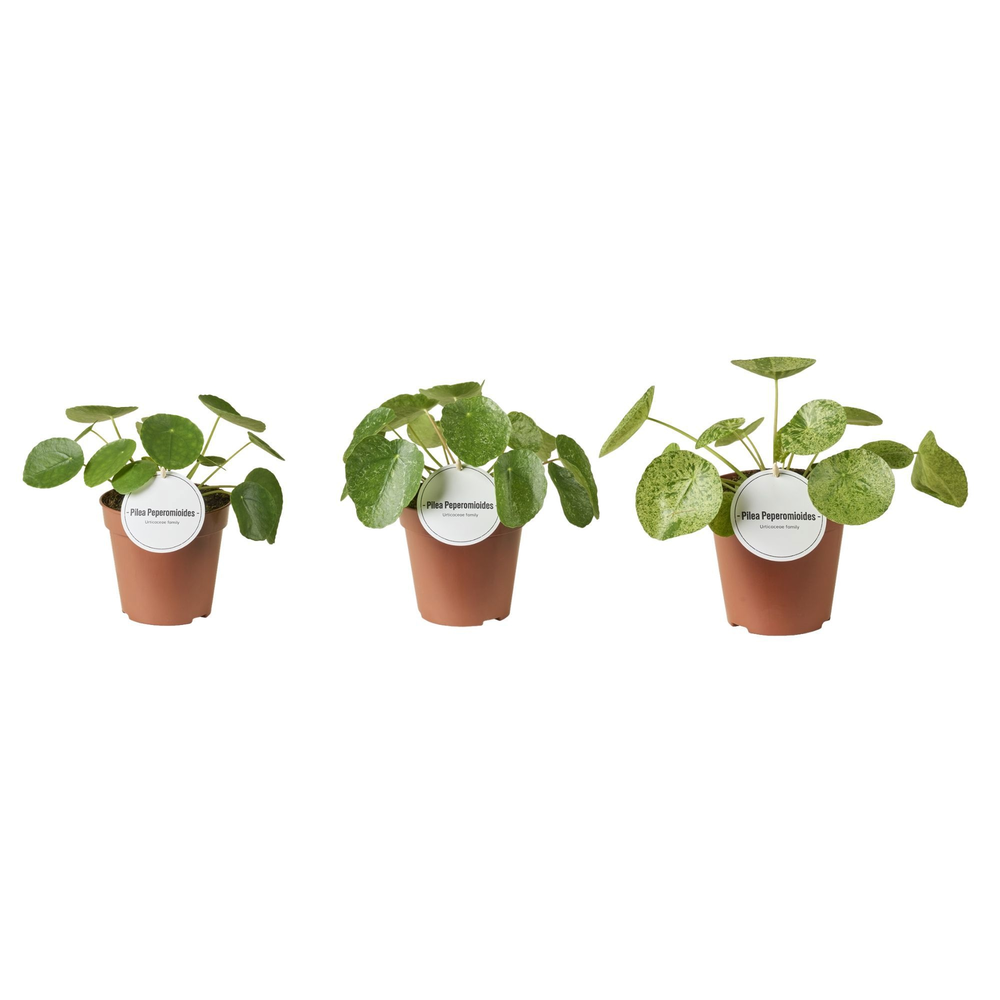 Pilea Peperomioides Variegated Mix.