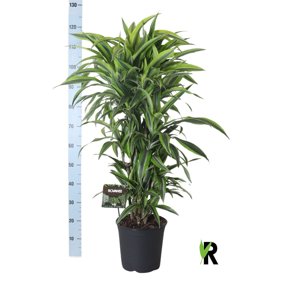 Dracaena fragr. Lemon Lime vertakt.