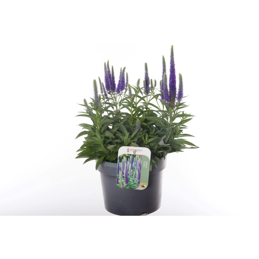 Veronica spicata Royal Candles.