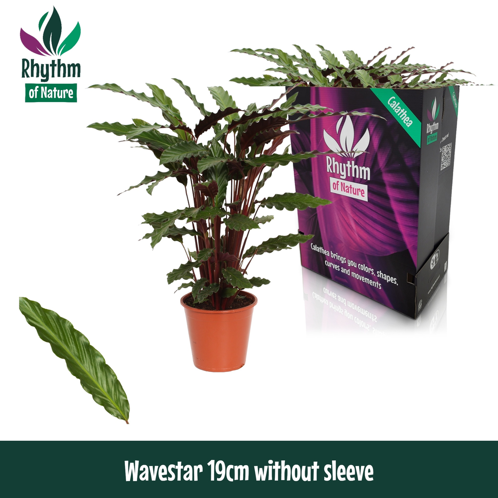 Calathea 19cm Wavestar Rhythm of Nature zonder hoe.