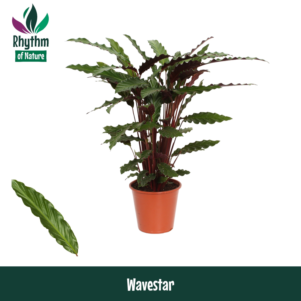 Calathea 19cm Wavestar Rhythm of Nature (Rufibarba.