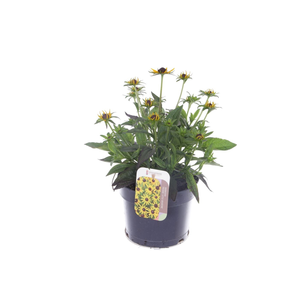 Rudbeckia fulgida Little Goldstar.