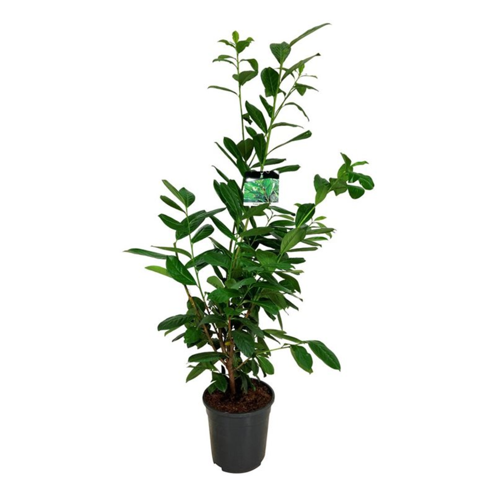 Prunus laur. 'Novita'.