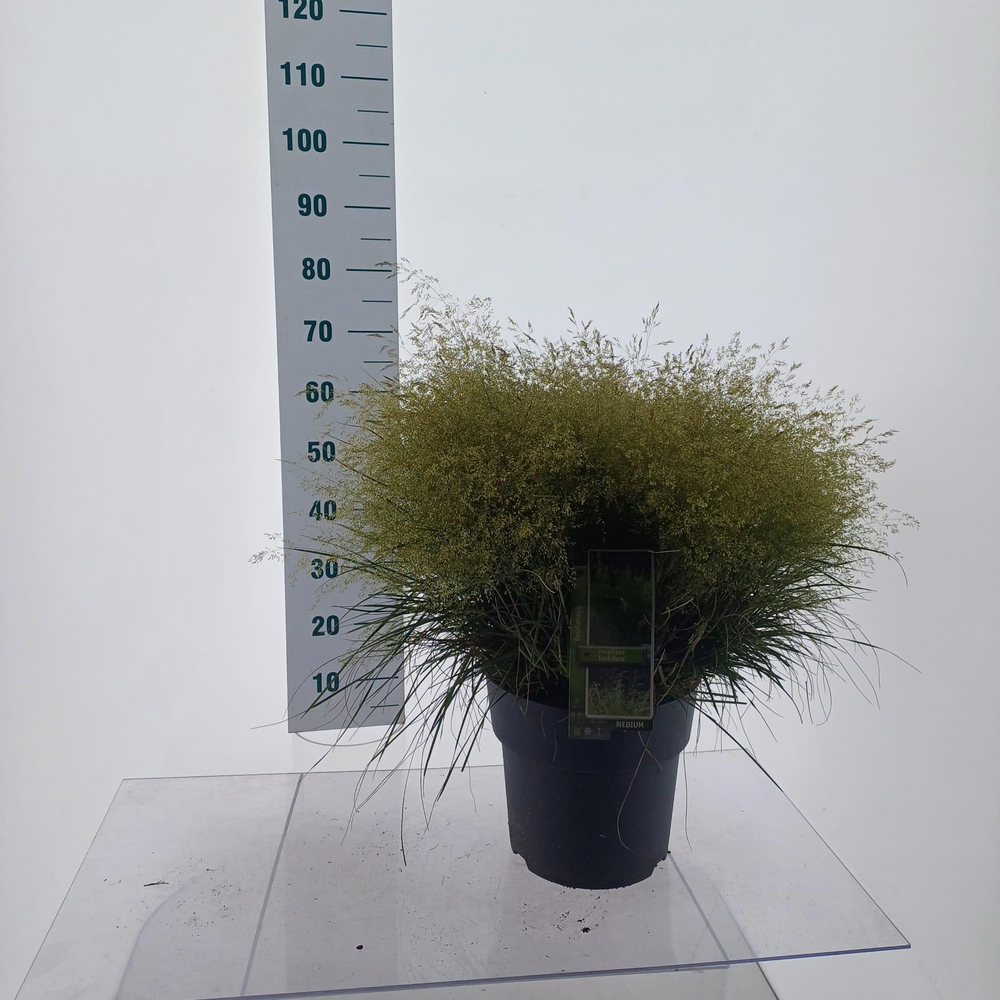 Deschampsia cespitosa 'Tardiflora'.