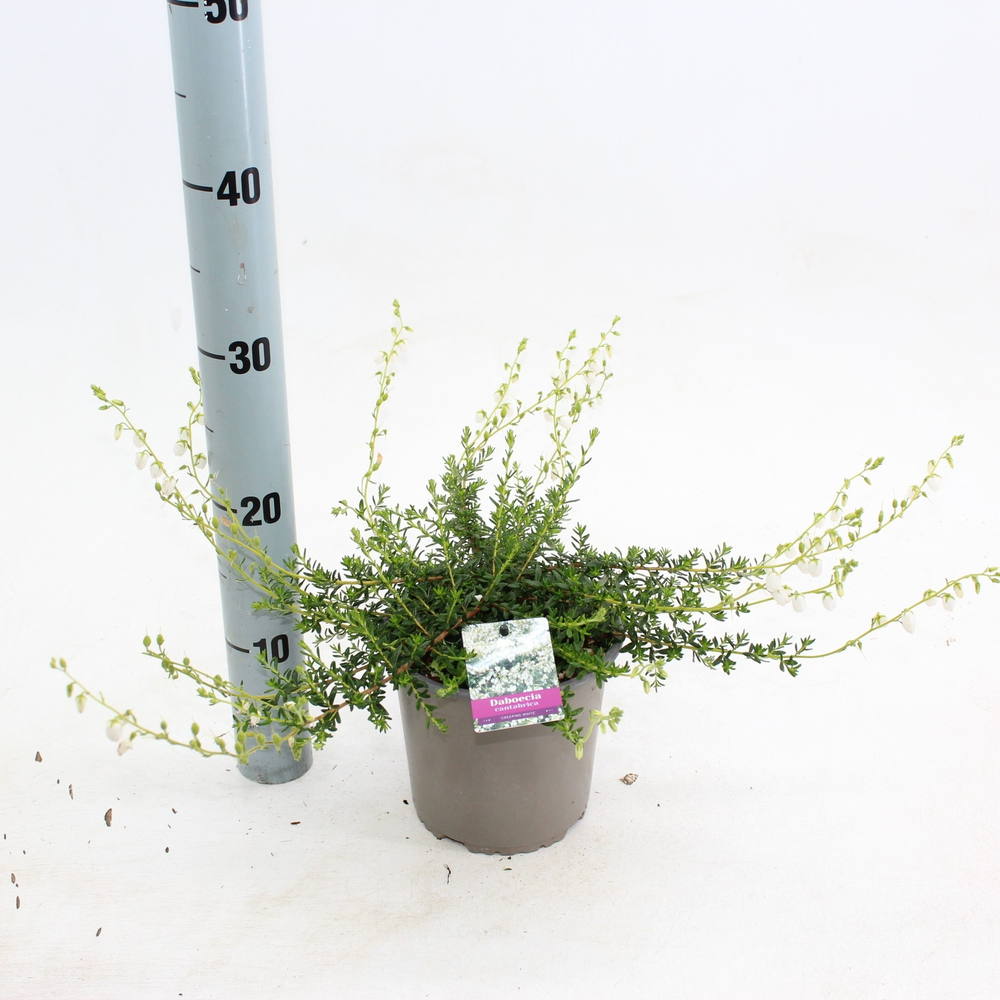 Daboecia cantabrica 'Creeping White'.