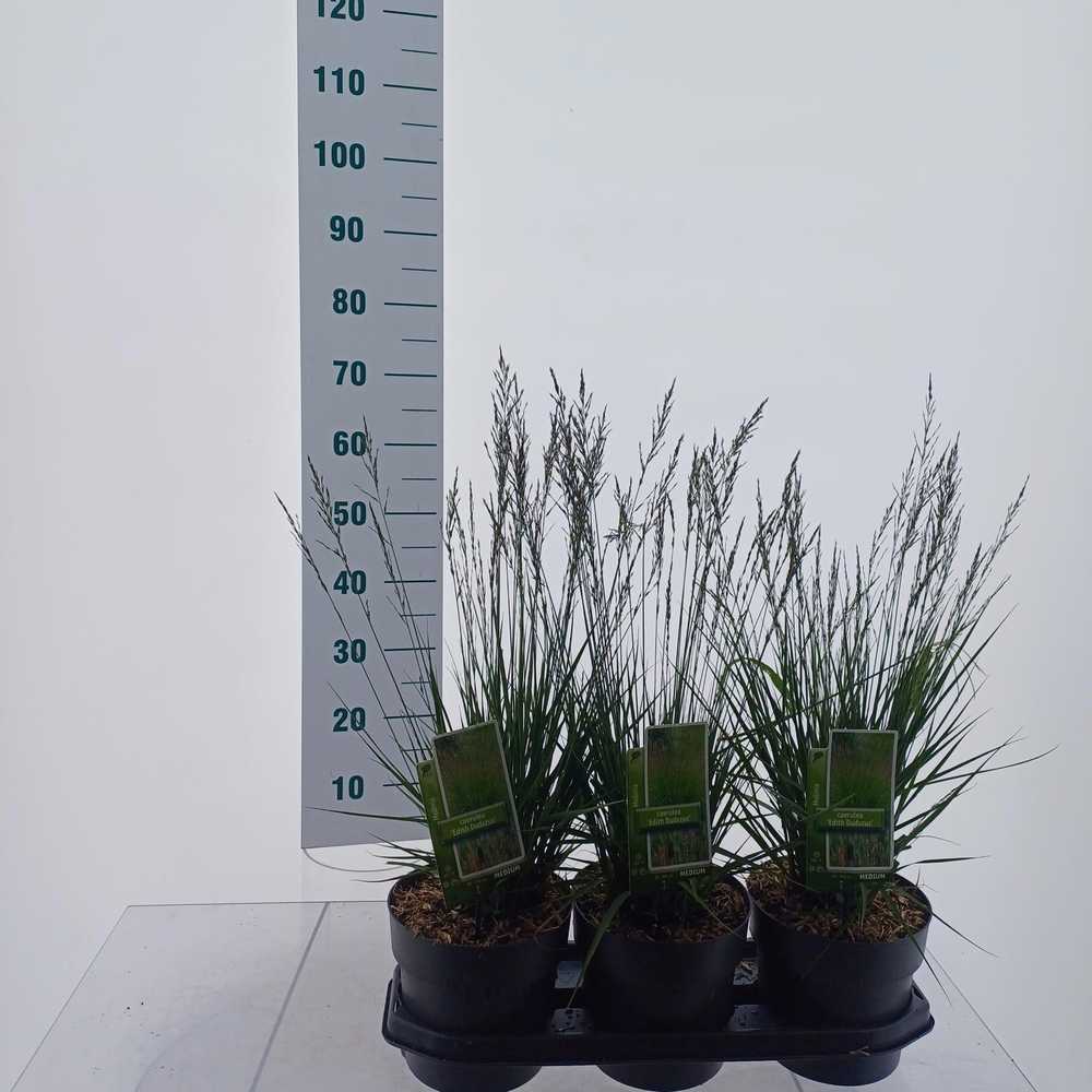 Molinia caerulea 'Edith Dudszus'.