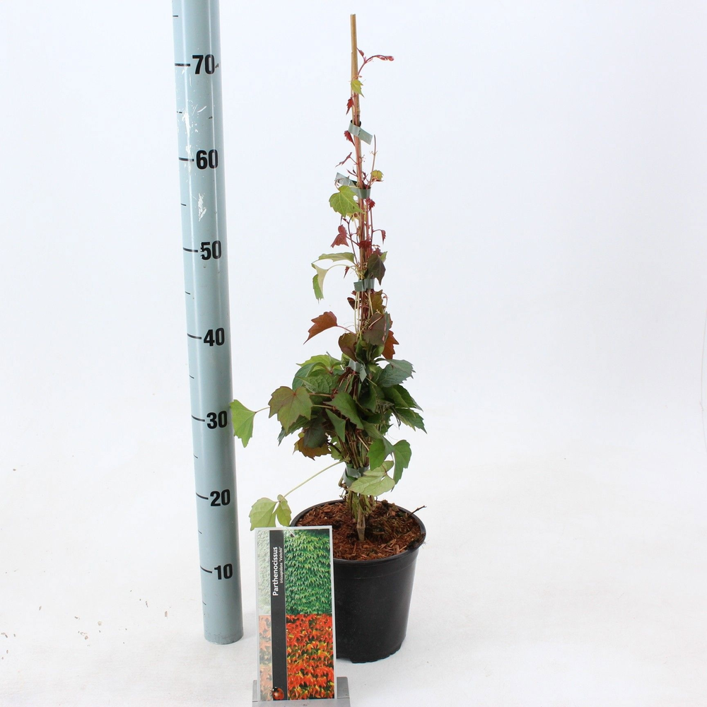 Parthenocissus tr. 'Veitchii' - gestokt.