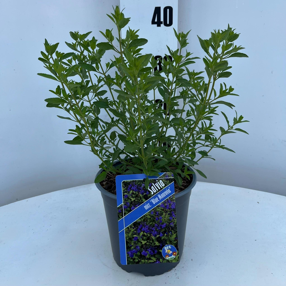 Salvia microphylla 'Blue Monrovia'.