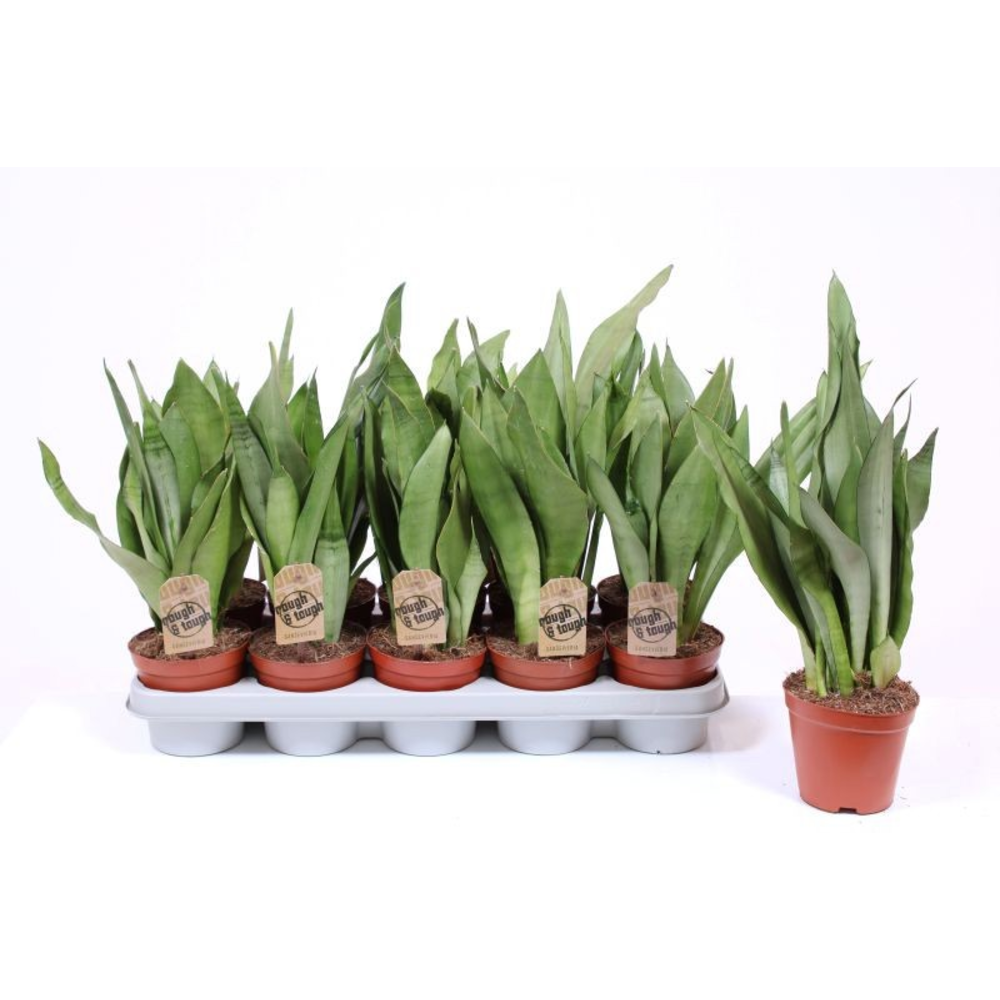 Sansevieria Moonshine.