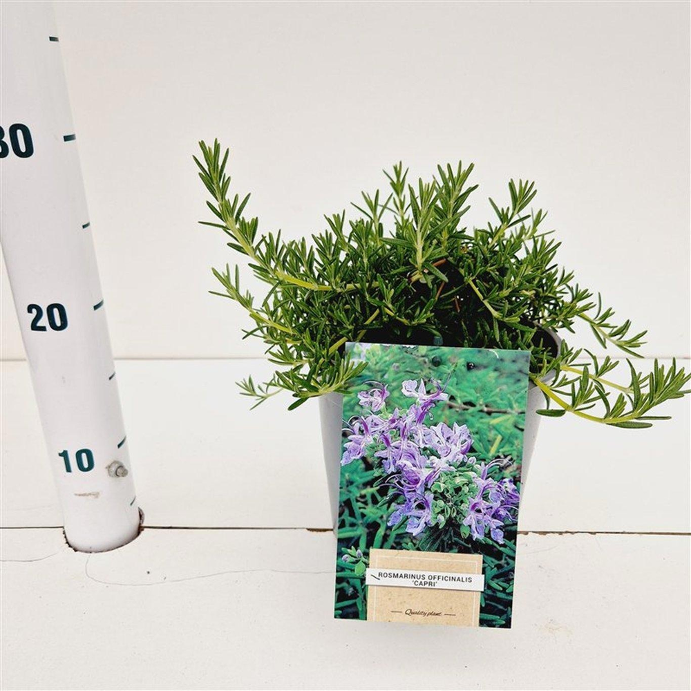 Rosmarinus officinalis 'Capri'.