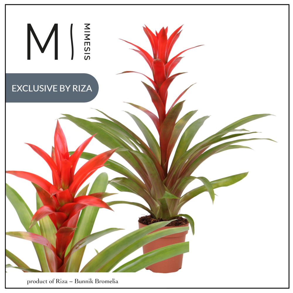 Mimesis Guzmania Suerte Red - 12 cm.