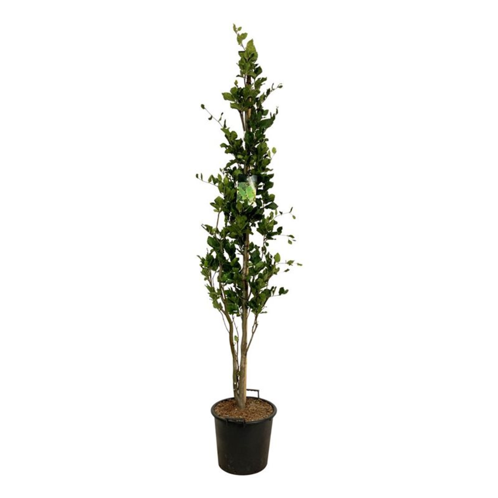 Fagus syl. 'Dawyck'.