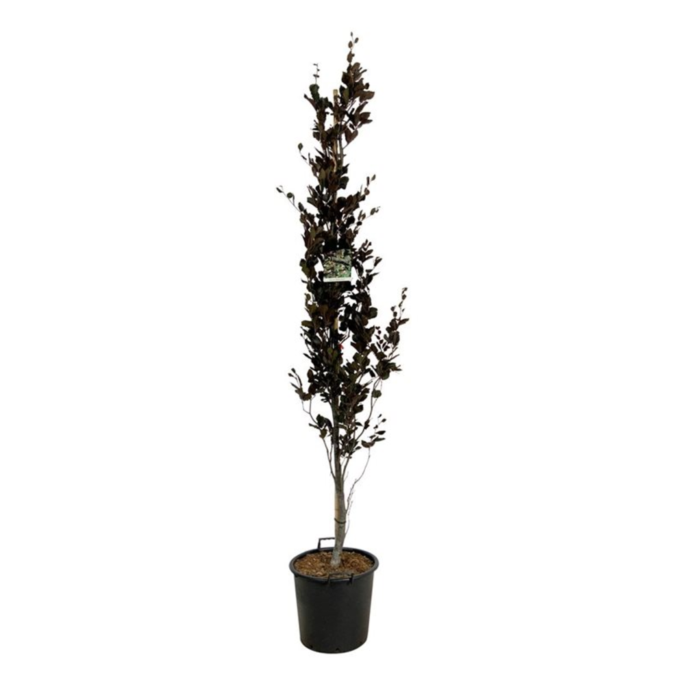Fagus syl. 'Dawyck Purple'.