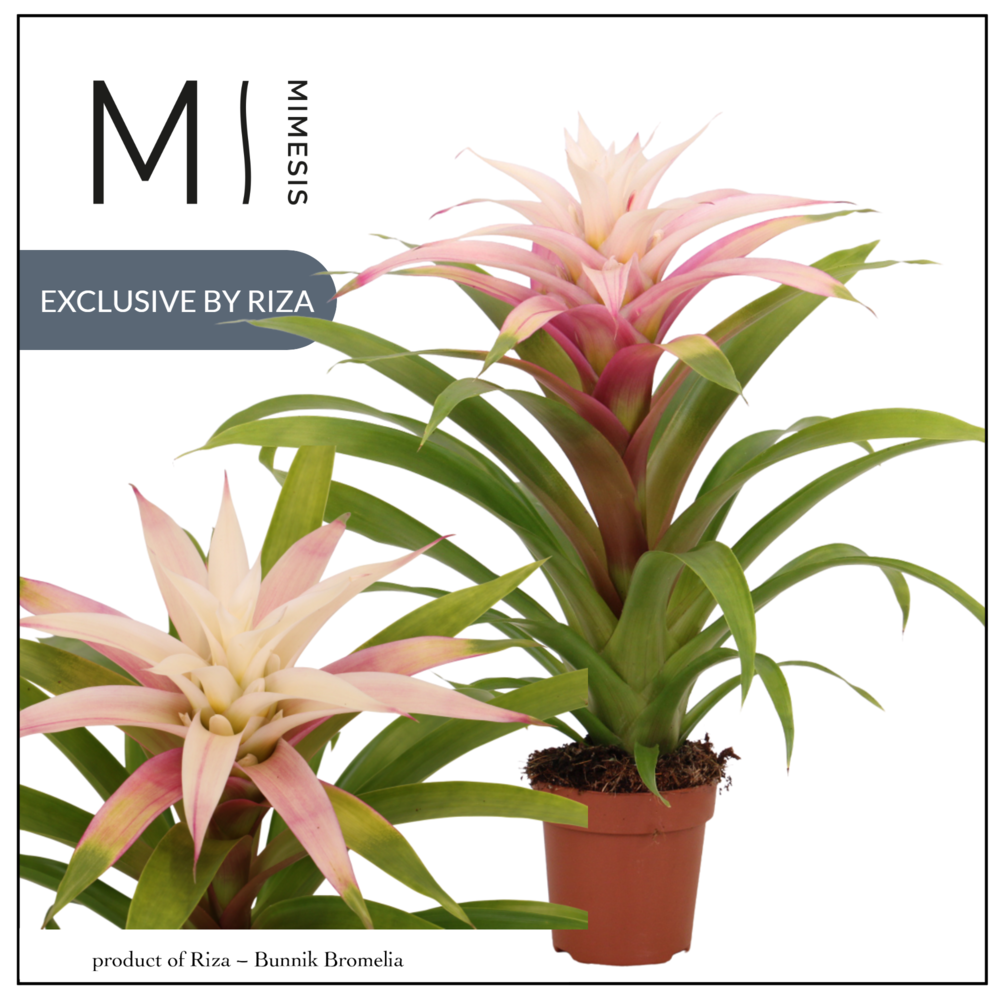 Mimesis Guzmania Deseo Magical white 12 cm.