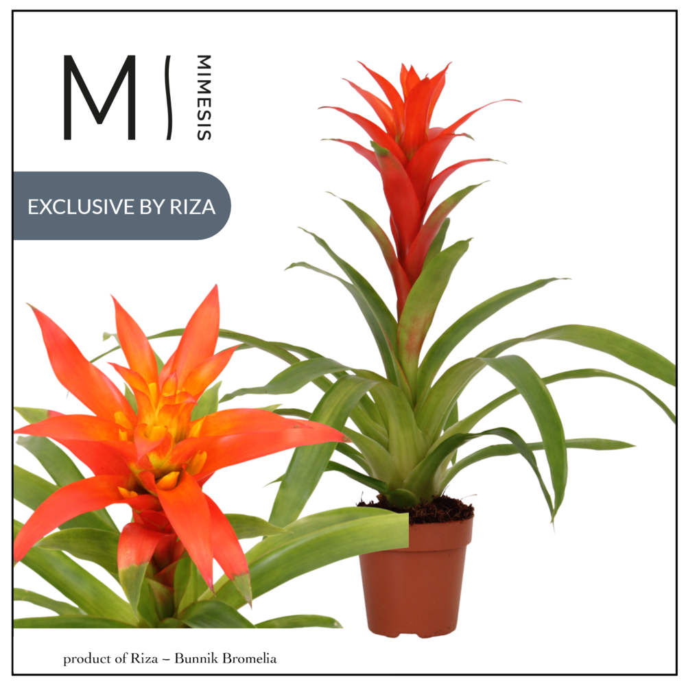 Mimesis Guzmania Suerte Orange - 12 cm.