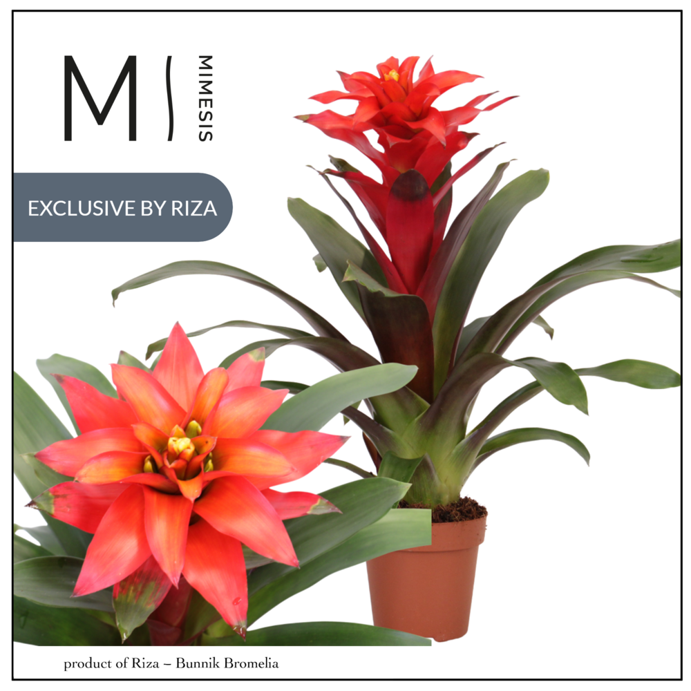 Mimesis Guzmania Fiero Red - 12 cm.