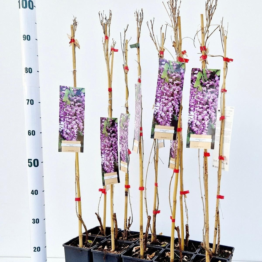Wisteria floribunda 'Rosea' - gestokt.