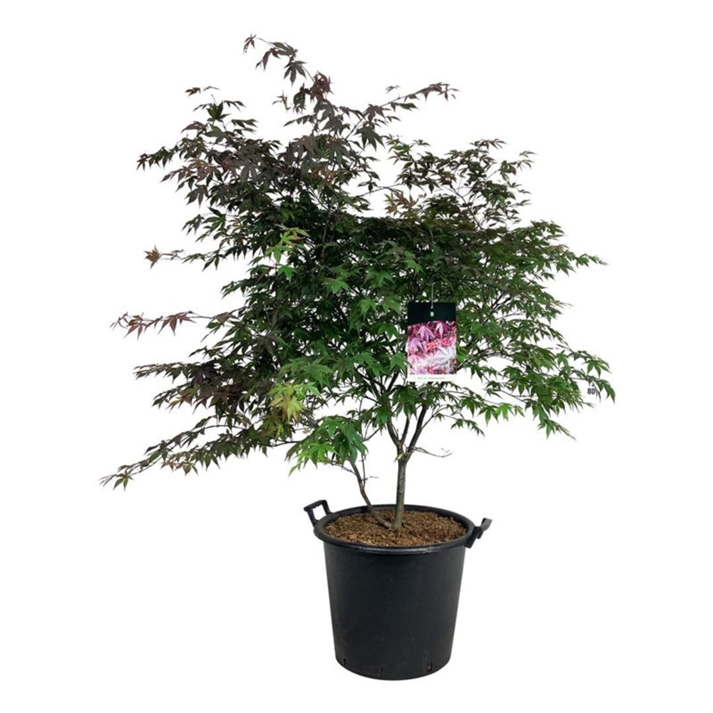 Acer pal. 'Atropurpureum'.