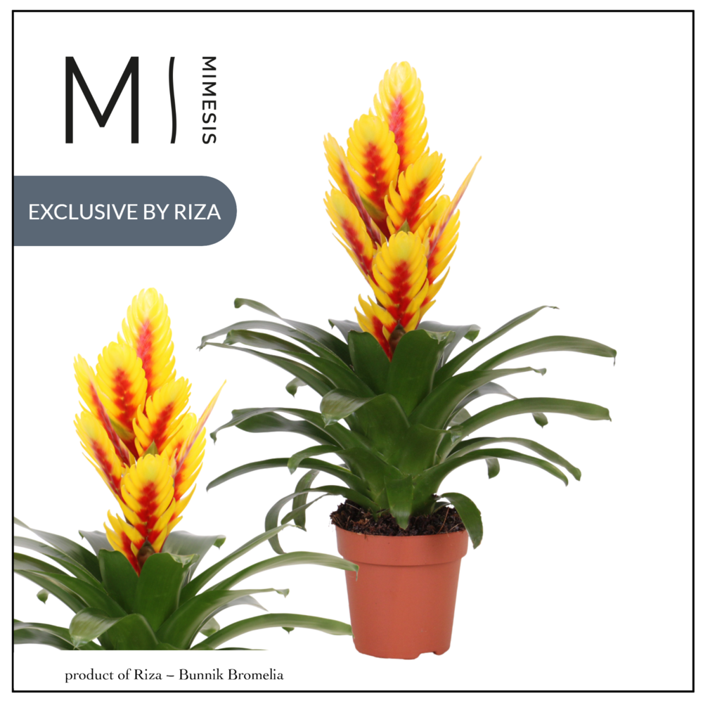 Mimesis Vriesea Intenso Yellow Flame - 12 cm.