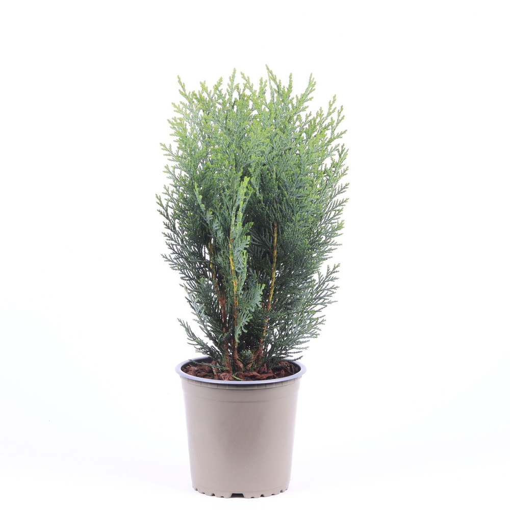 Chamaecyparis lawsoniana 'Columnaris'.