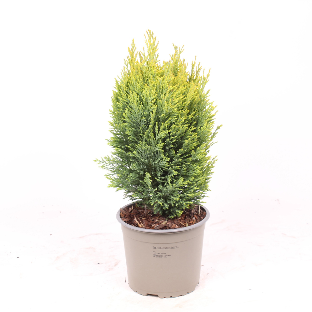 Chamaecyparis lawsoniana 'Ellwood's Empire'.