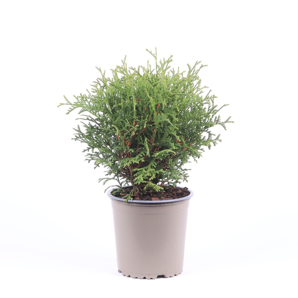 Thuja occidentalis 'Tiny Tim'.