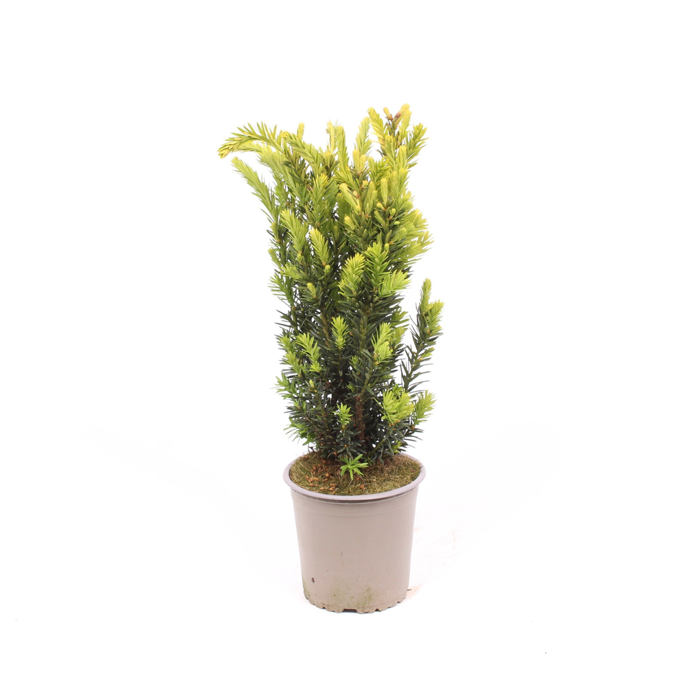 Taxus media 'Hillii'.