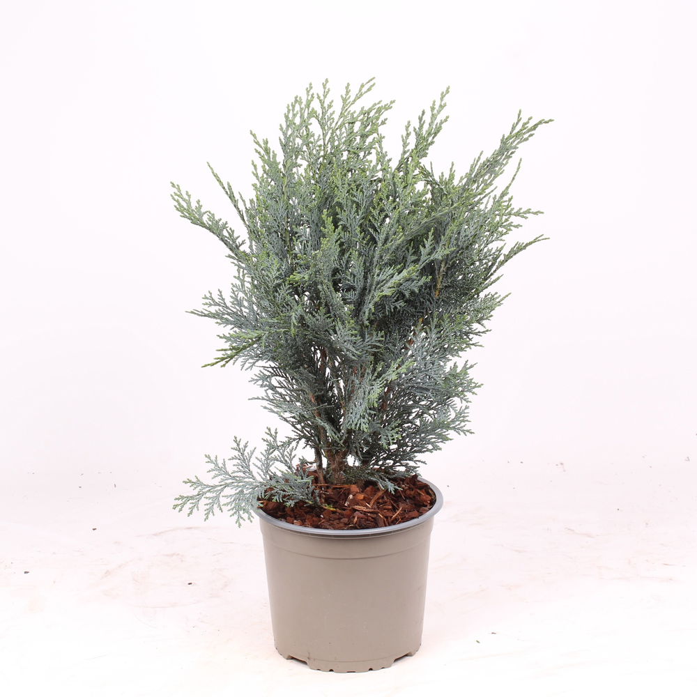 Chamaecyparis lawsoniana 'Pelt's Blue'.