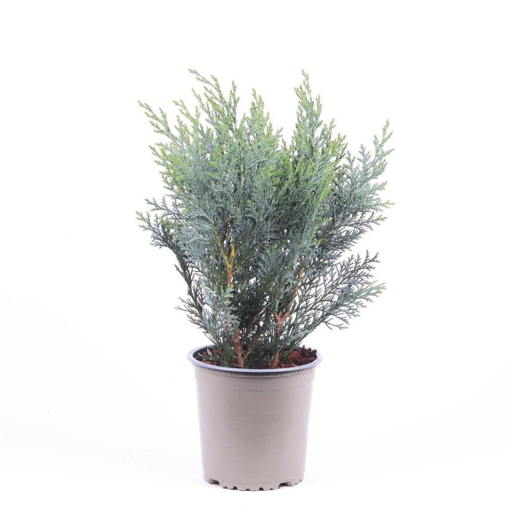 Chamaecyparis lawsoniana 'Pelt's Blue'.