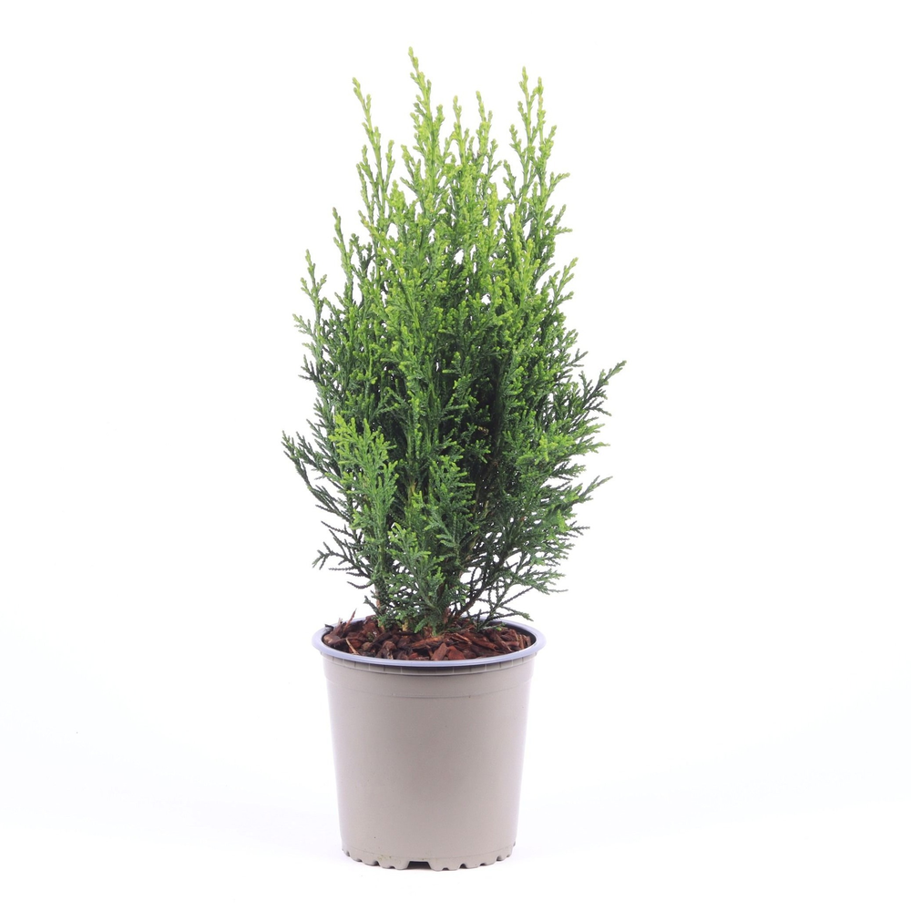 Chamaecyparis lawsoniana 'Robusta'.