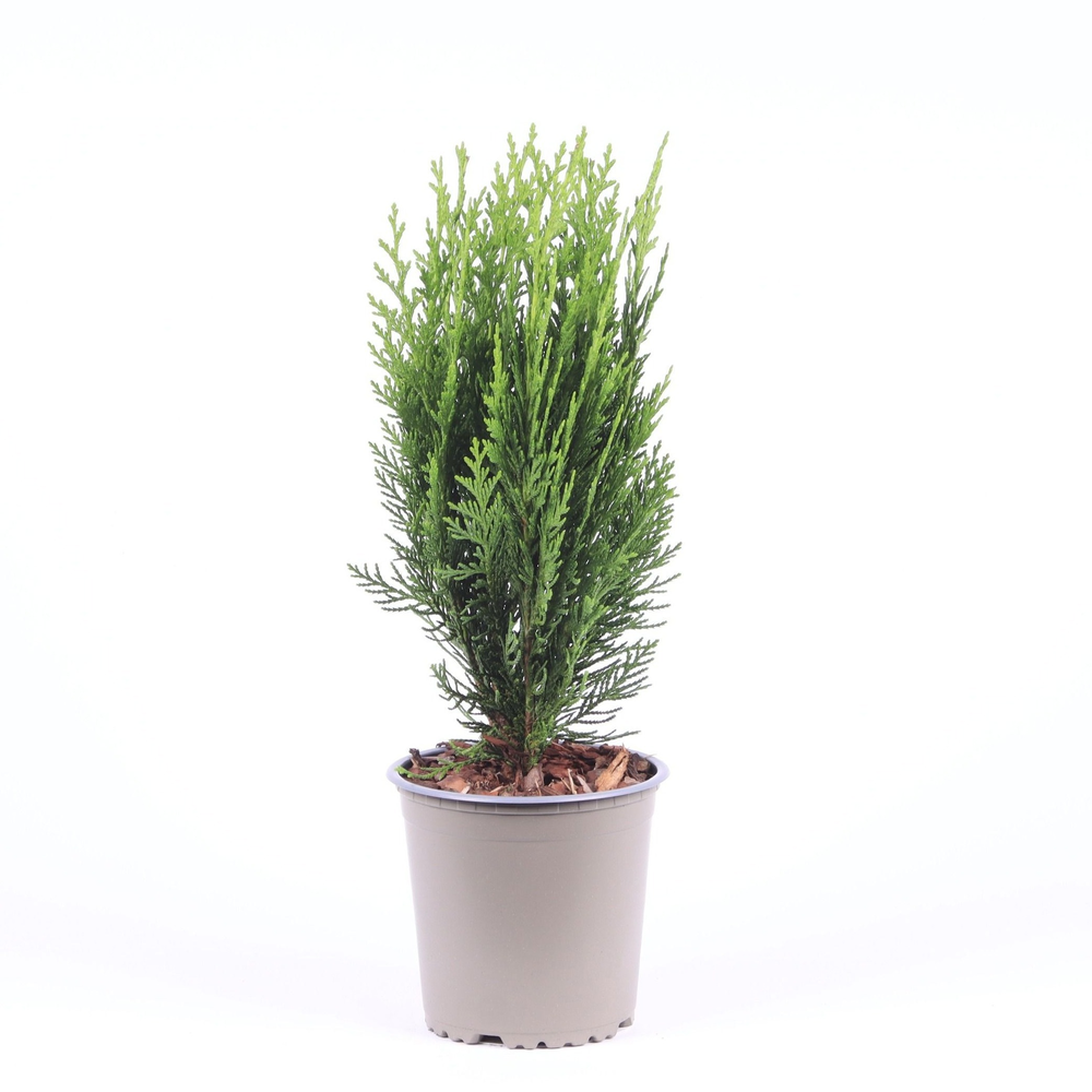 Chamaecyparis lawsoniana 'Green Pillar'.