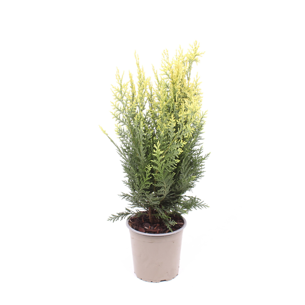 Chamaecyparis lawsoniana 'White Spot'.