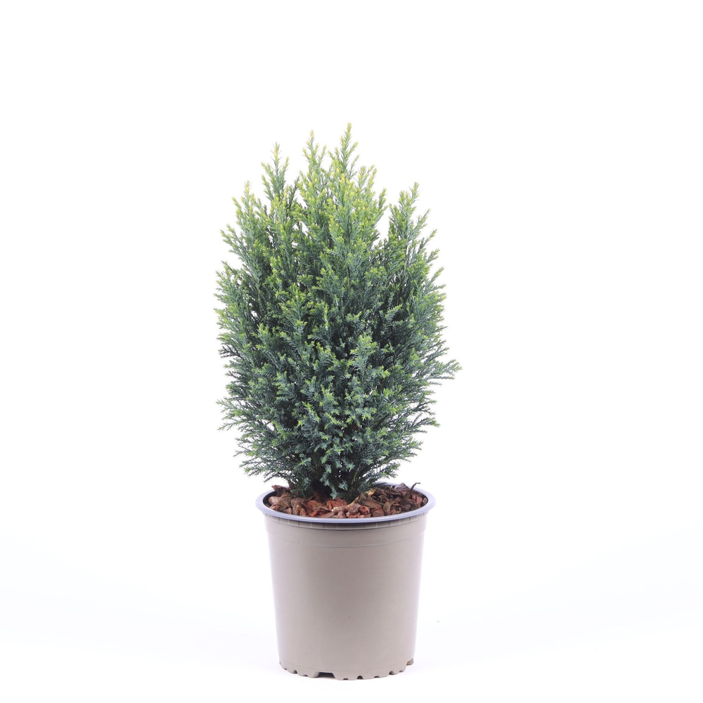 Chamaecyparis lawsoniana 'Snow White'.