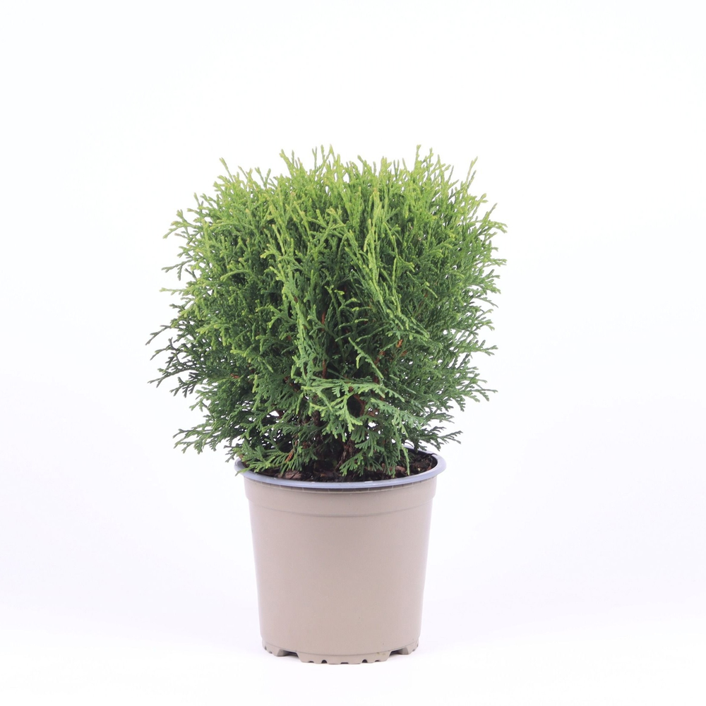 Thuja occidentalis 'Tiny Tim'.