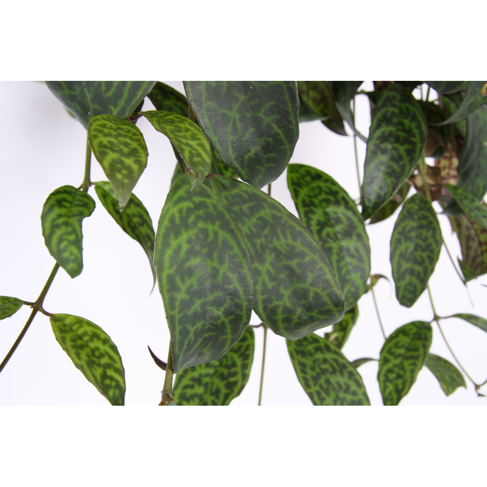 Aeschynanthus marmoratus.