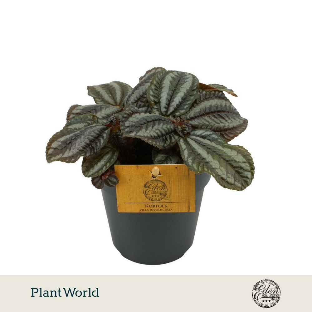 Pilea Norfolk, 12cm.