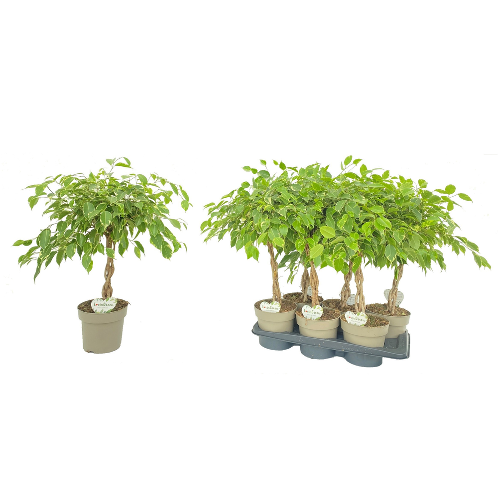 Ficus Safrana.