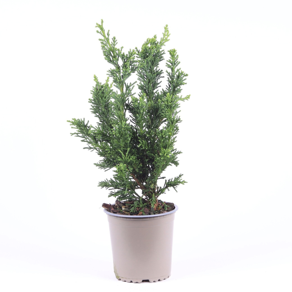 Chamaecyparis obtusa 'Draht'.
